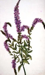 PD.128-1973f.11 Purple Spiked Willow Herb (Epilobium) 1787 (aguarela e guache)