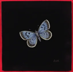 Borboleta azul grande, 2000