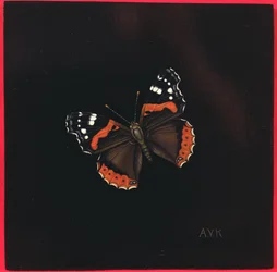 Borboleta Almirante Vermelho, 2001