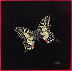 Borboleta rabo de andorinha, 1999