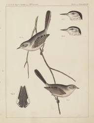 Aves - U.S.P.R.R. Exp. & Pesquisas, 35º Paralelo