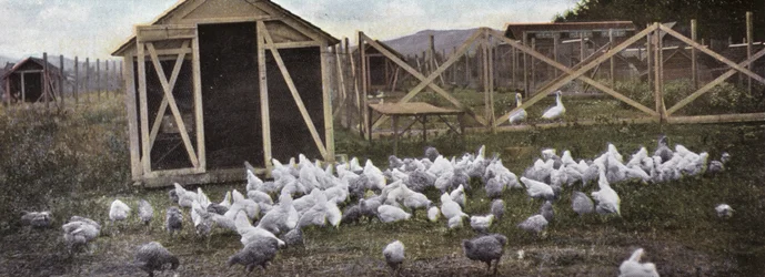Oregon: Criação de Aves (foto)