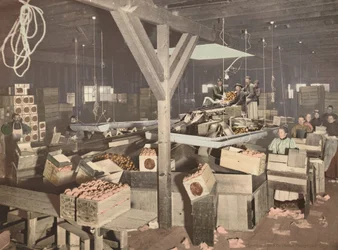 Embalagem de laranjas em Redlands, publicado em 1899 (foto)