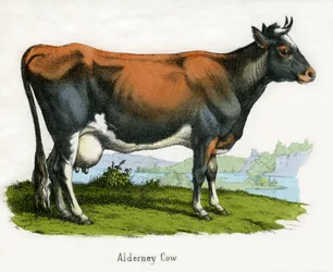 Alderney Cow, de The Natural History of Animals
