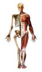 Impressão Anatômica do Esqueleto e Músculos Humanos