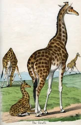 Impressão Antiquada de Girafas