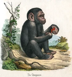 Impressão Antiga de um Chimpanzé