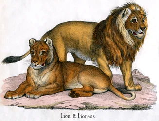 Impressão Antiga de um Leão e Lioness