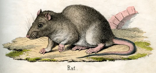 Impressão Antiquada de um Rato