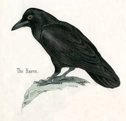 Impressão Antiga de um Corvo