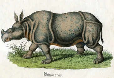 Impressão Antiga de um Rinoceronte