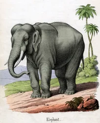 Impressão Antiga de um Elefante