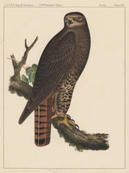 Pássaros, Placa XIV, 1855