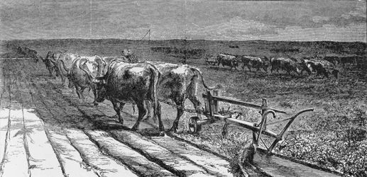 Breaking the Prairie, ilustração de &39;Harper&39;s Weekly&39;, 1871, de &39;The Pageant of America, Vol.3&39;, de Ralph Henry Gabriel, 1926