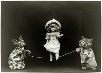 Curiosidade do gato, 1891