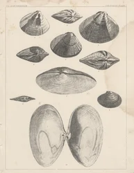 Placa de Conchologia I