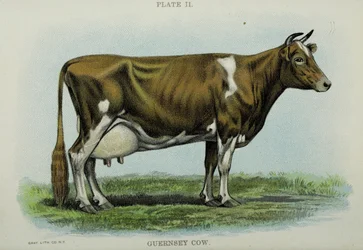 Guernsey Cow, do 