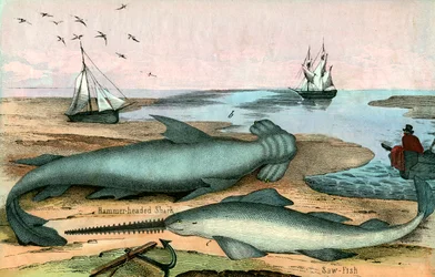 Tubarão-martelo e Peixe-serra