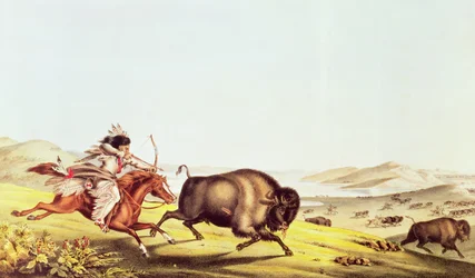 Caçando o búfalo