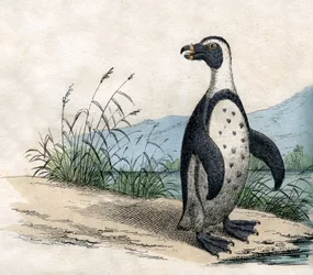 Magellanic Penguin, de A História Natural dos Animais