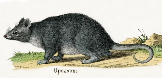 Opossum, de A História Natural dos Animais