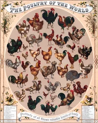 Cartaz sobre as aves de capoeira do mundo