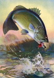Pesca desportiva: Robalo saltitante