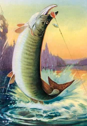 Pesca desportiva: o almiscareiro que salta