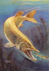 Pesca Desportiva: Lúcio do Norte Atraindo
