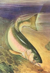 Pesca desportiva: Truta arco-íris na linha