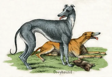 Dois Greyhounds, de A História Natural dos Animais