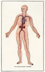 Impressão Anatômica Vintage do Sistema Circulatório Humano