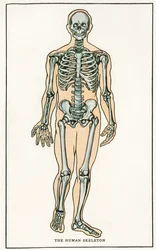 Impressão anatómica vintage do esqueleto humano