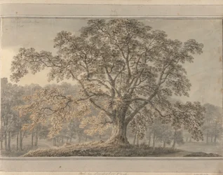 Vistas em Inglaterra, Escócia e País de Gales: Cinzas em Londesbro Park, Maio de 1800