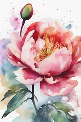 Acréscimo em aquarela de peônia rosa