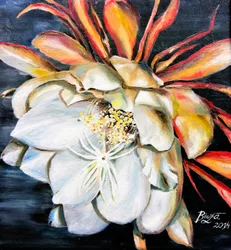 A Flor da Rainha da Noite
