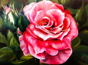 Rosa de cor rosa vibrante