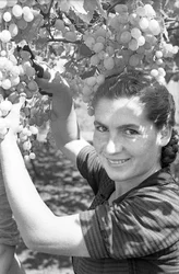 UVAS AMARGAS - VINDIMA