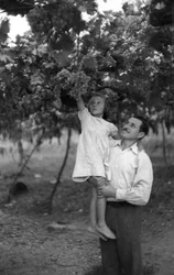 UVAS AMARGAS - A ALTURA DA PÉRGOLA