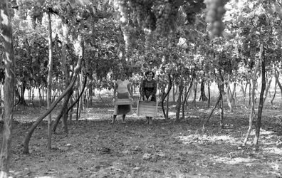 UVAS AMARGAS - A PÉRGULA ANTES DA VINDIMA