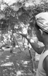 UVAS AMARGAS - A RAINHA NA PÉRGULA