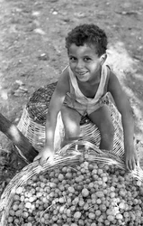 UVAS AMARGAS - O FILHO DE UMA 