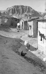 CROTONE - ANIMAIS ENTRE AS TERRAS,