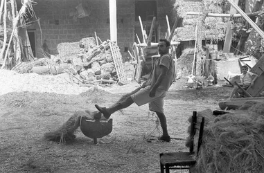 TRATAMENTO DO CÂNHAMO NO PÁTIO