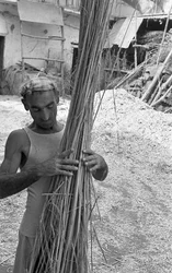 TRABALHO DO CÂNHAMO, AS CÂNULAS LENHOSAS