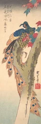Um pavão pousado num bordo, c. 1833.