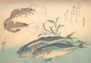 Aji Fish e Kuruma-ebi, da série Uozukushi Every Variety of Fish, década de 1830., década de 1830.