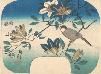 Clematis e Bird, 1852., 1852.