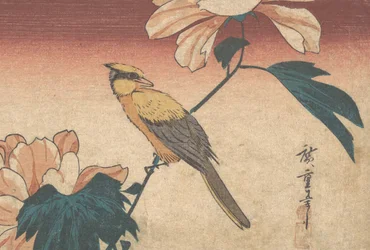 Hibiscus Mutabilis e Jay, ca. 1840., c. 1840.