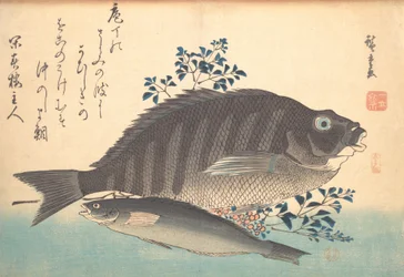 Shimadai e Ainame Fish, da série Uozukushi Every Variety of Fish, década de 1840., década de 1840.